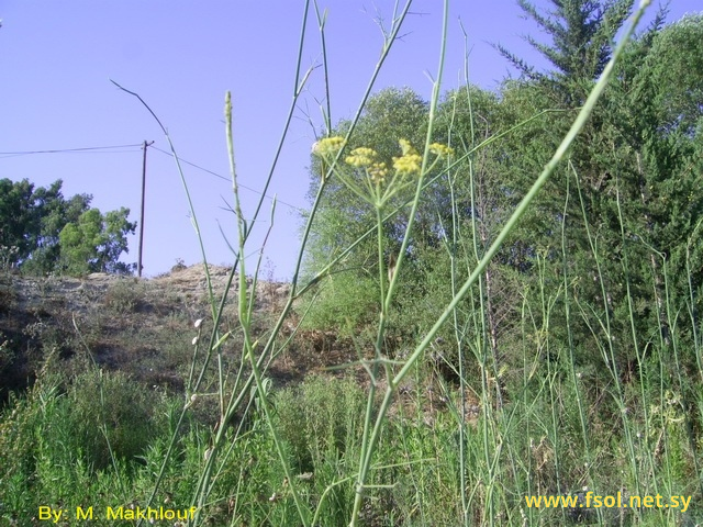 Anethum graveolens L.